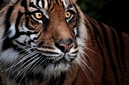 Sumatran Tiger