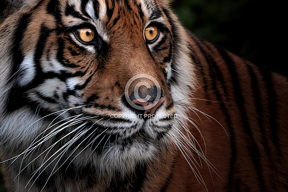 Sumatran Tiger Sumatran Tiger