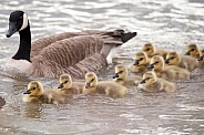 Canada goose with her chicks