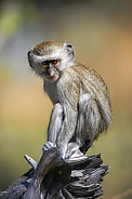 Young Vervet Monkey - Okavango Delta - Botswana