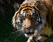 Sumatran Tiger--That Look