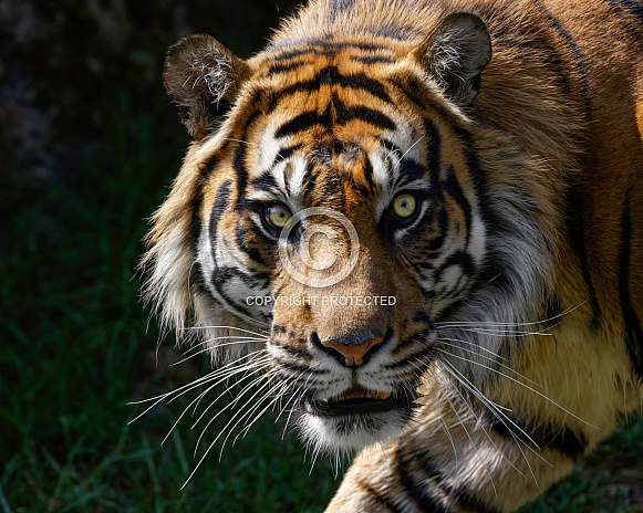 Sumatran Tiger--That Look