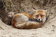 Red fox cubs