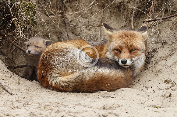 Red fox cubs Red fox cubs