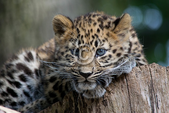 Amur Leopard Cub