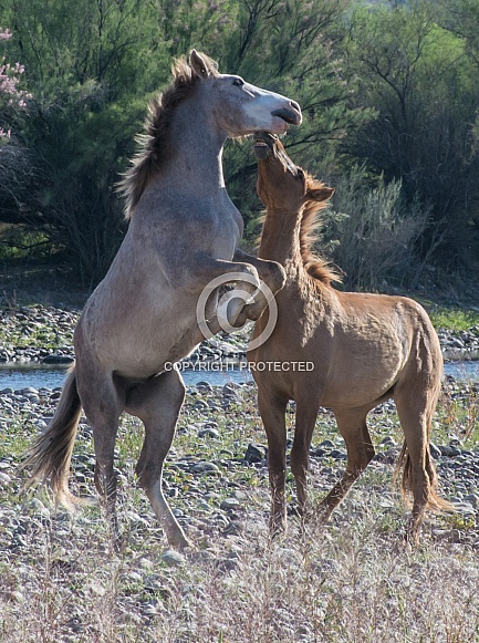 Horsing Around Horsing Around