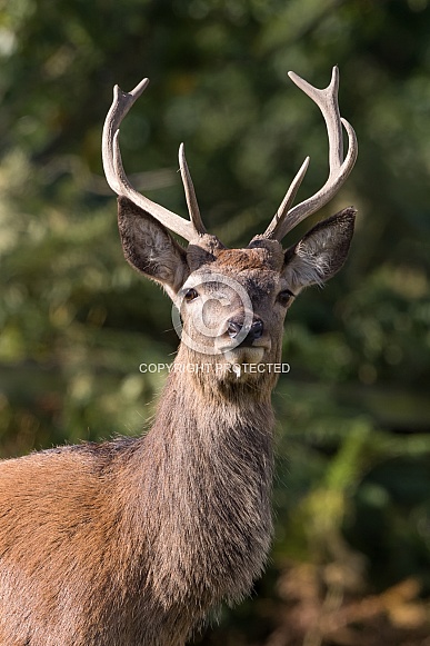 Red Deer