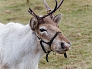 Domestic reindeer
