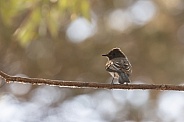Black Phoebe, Sayornis nigricans