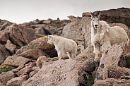 Mountain goat with kid