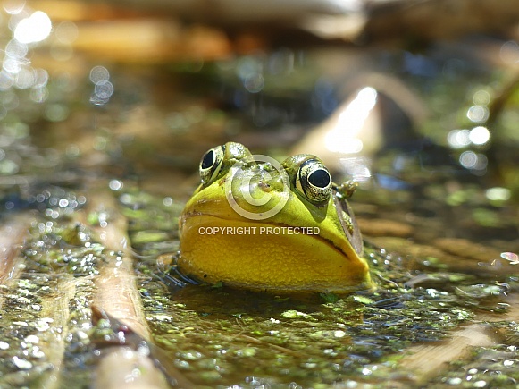 Green Frog in Pond Green Frog in Pond
