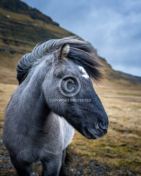 Gray Icelandic Horse in the wind