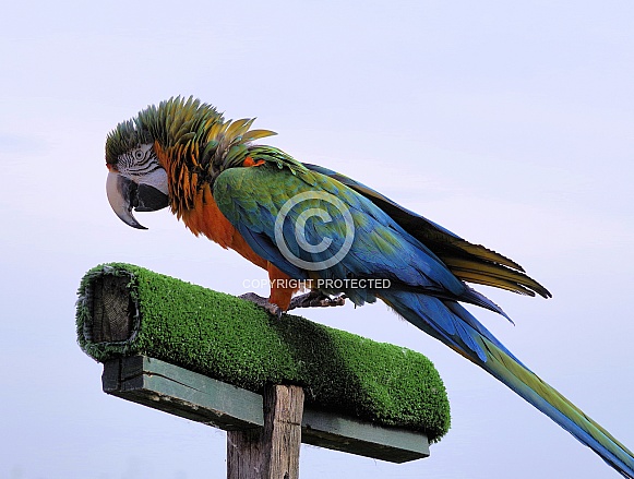 Harlequin Macaw Harlequin Macaw