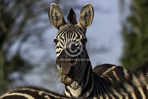 Grants Zebra Close Up