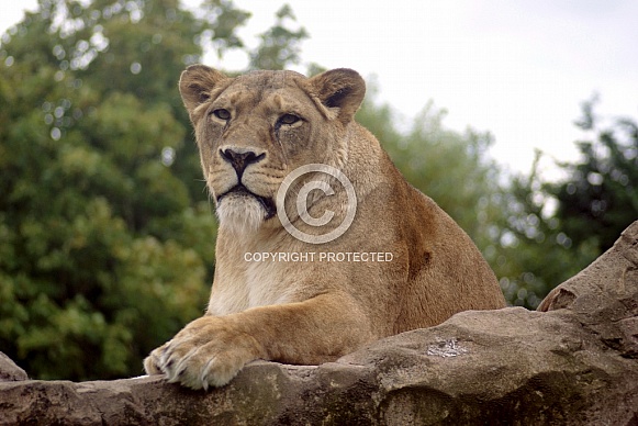 Lioness Lioness