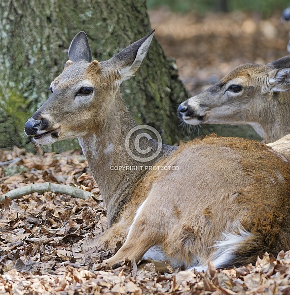 White tailed Deer