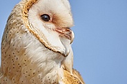 Snow Owl Portrait