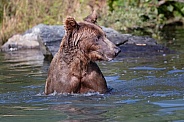 Brown bear looking around in the water