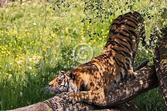 Bengal Tiger Sharpening Claws On Log