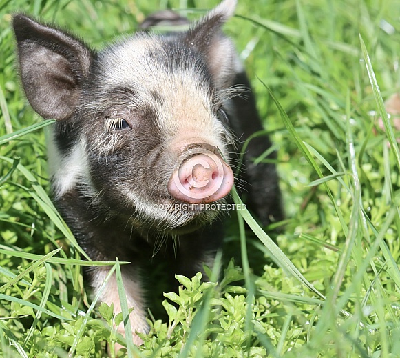 Kune Kune Piglet