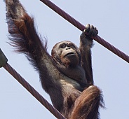 Orangutan