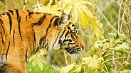 Sumatran Tiger