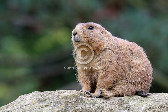 Prairie dog (Cynomys) Prairie dog (Cynomys)