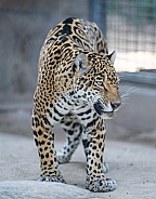 Captive Jaguar in a zoo packing his enclosure