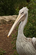 Pink-Backed Pelican (Pelecanus rufescens)