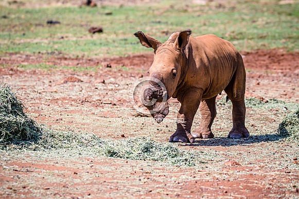 White Rhino Calf