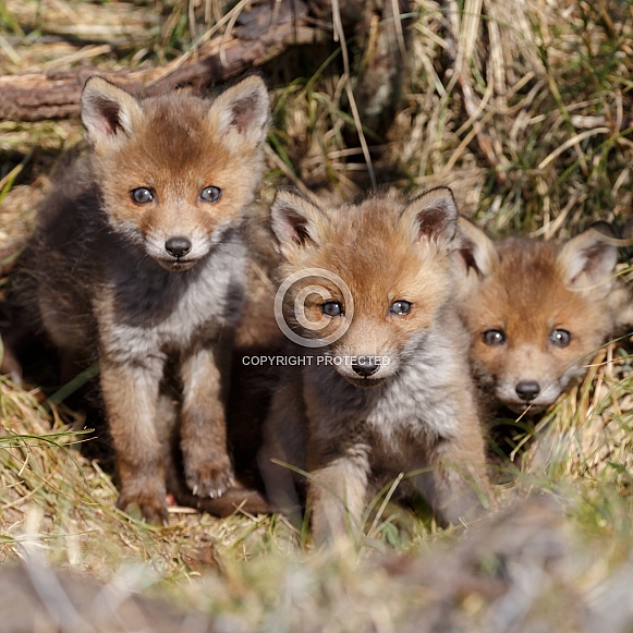 Red fox and cubs
