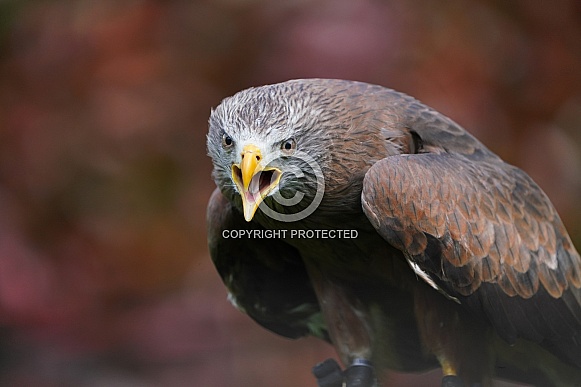 Yellow-Billed Kite