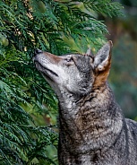 Red Wolf