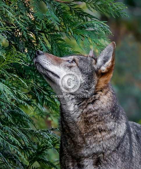 Red Wolf