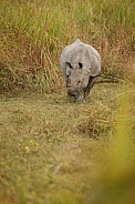 Indian rhino in the nature habitat