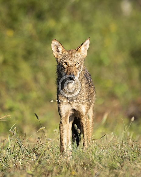 American Red Wolf
