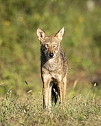 American Red Wolf