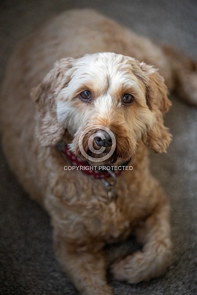 Cockapoo Portrait 2 Cockapoo Portrait 2