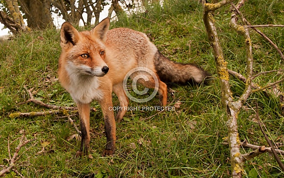 Red fox Red fox
