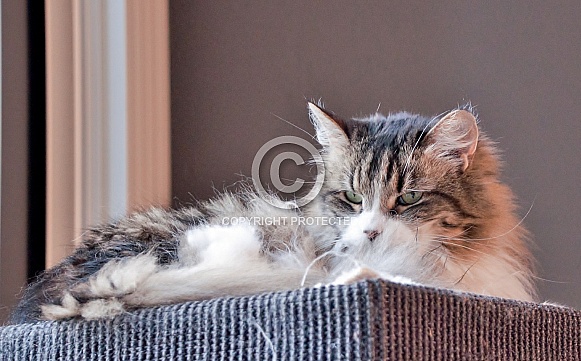 Siberian Forrest Cat Siberian Forrest Cat