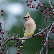 Cedar Waxwing (Bombycilla cedrorum)