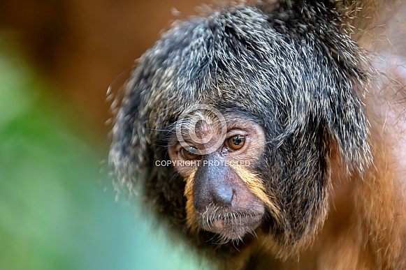 White faced monkey (Pithecia pithecia) White faced monkey (Pithecia pithecia)