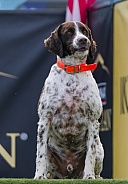 Brittany Spaniel