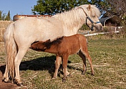 Equus caballus, horse, pony