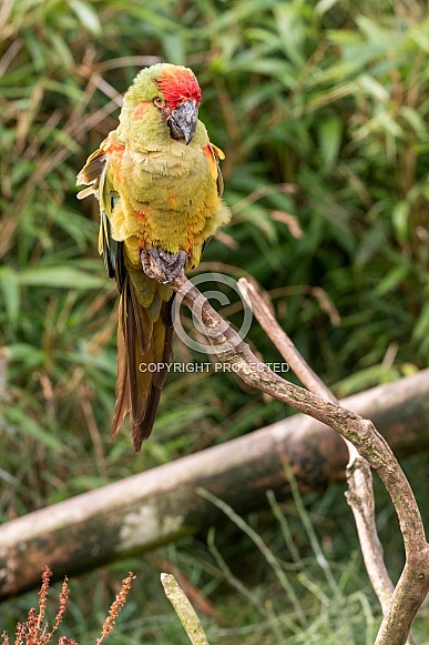 Red Fronted Macaw Full Body Sitting On Branch