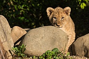 African Lion Cub