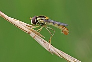 Common Twist-tail Hoverfly