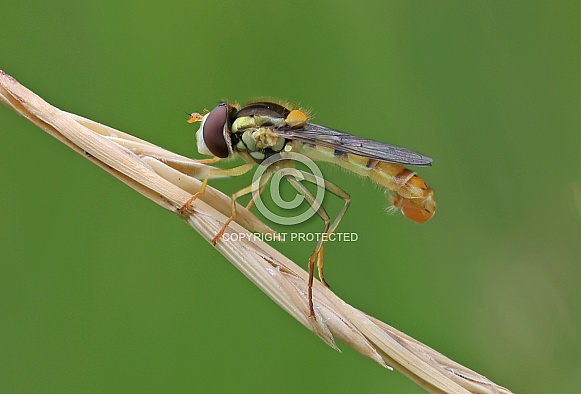Common Twist-tail Hoverfly