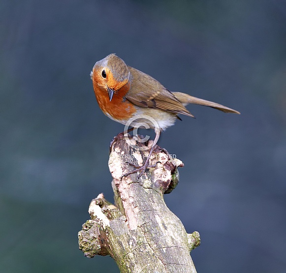 European robin European robin