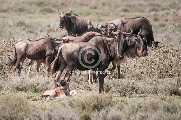 Wildebeest and newborn calf